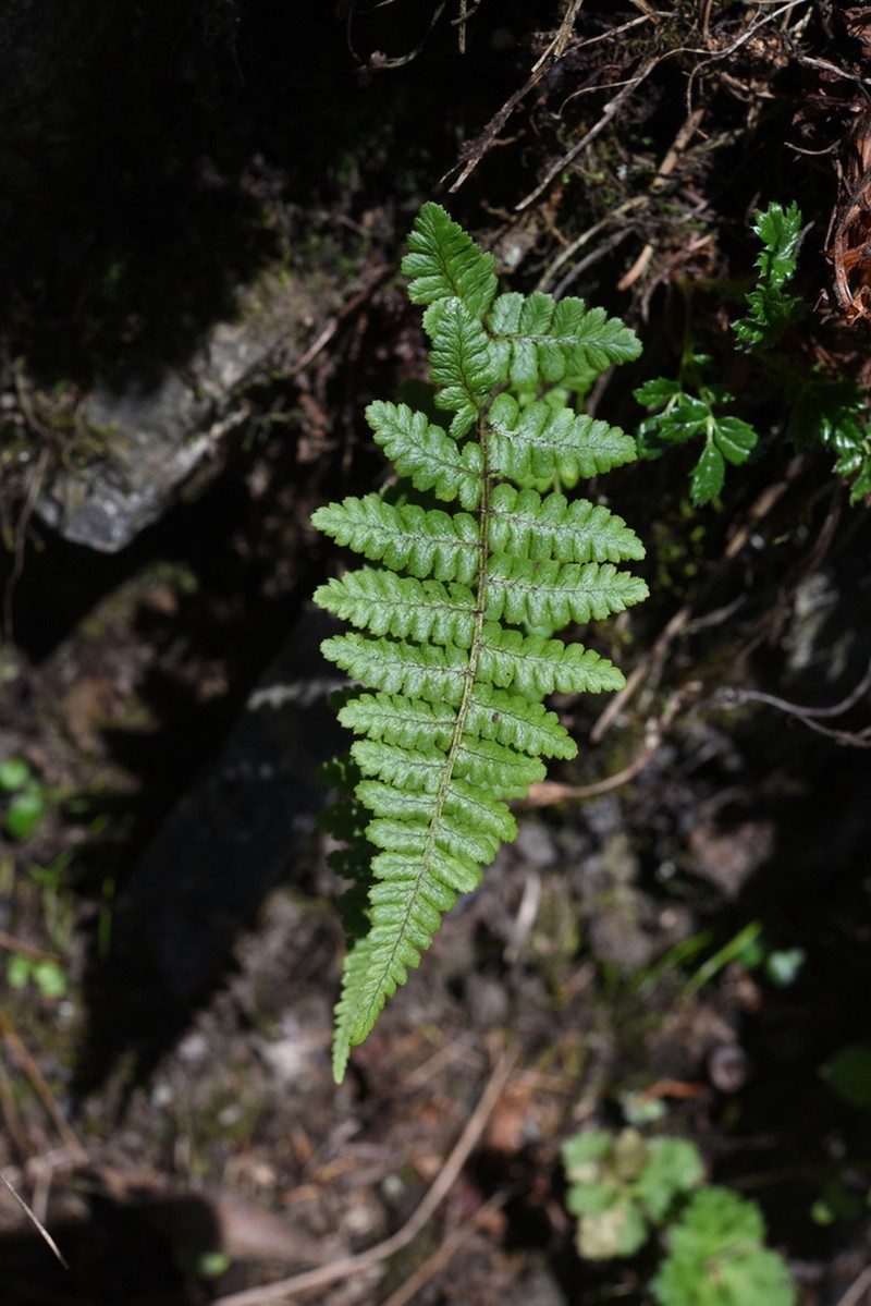 Dryopteris acutodentata photo 4