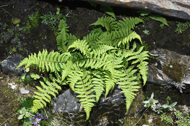 Dryopteris acutodentata photo 5