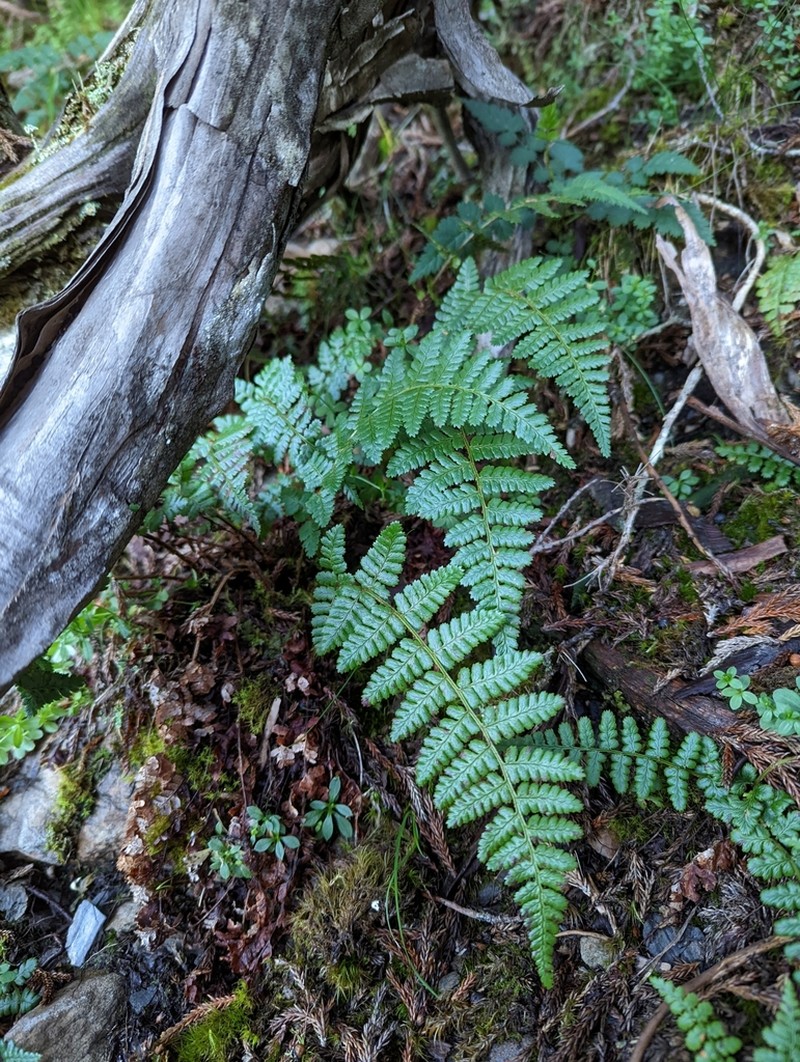Dryopteris acutodentata photo 6