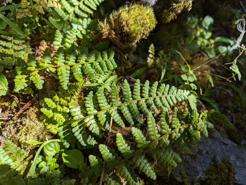 Dryopteris acutodentata photo 8