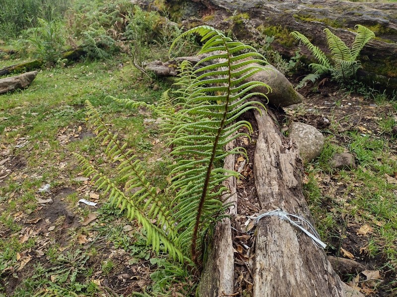 Dryopteris adnata