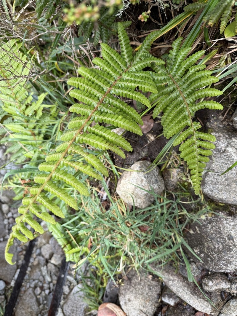 Dryopteris adnata photo 2