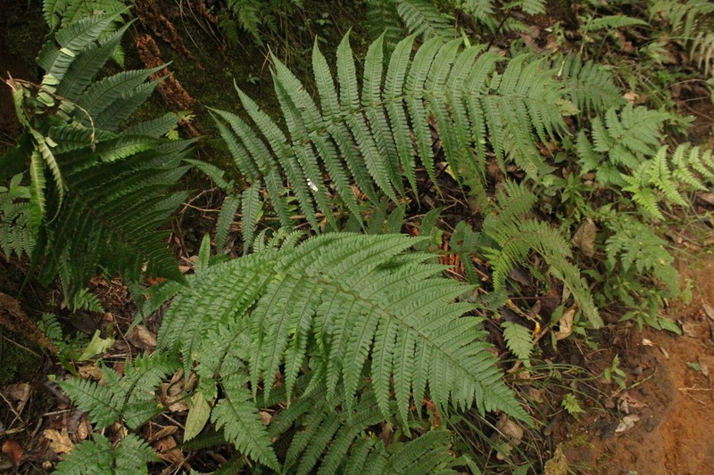 Dryopteris adnata photo 3