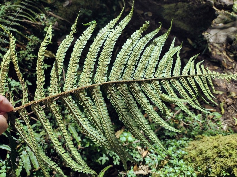 Dryopteris adnata photo 4