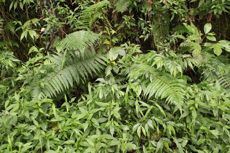 Dryopteris adnata photo 5