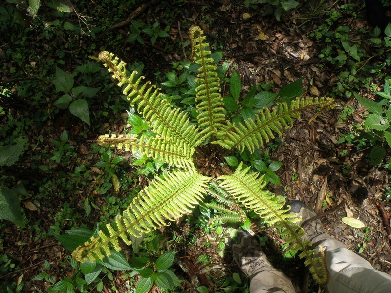 Dryopteris adnata photo 6
