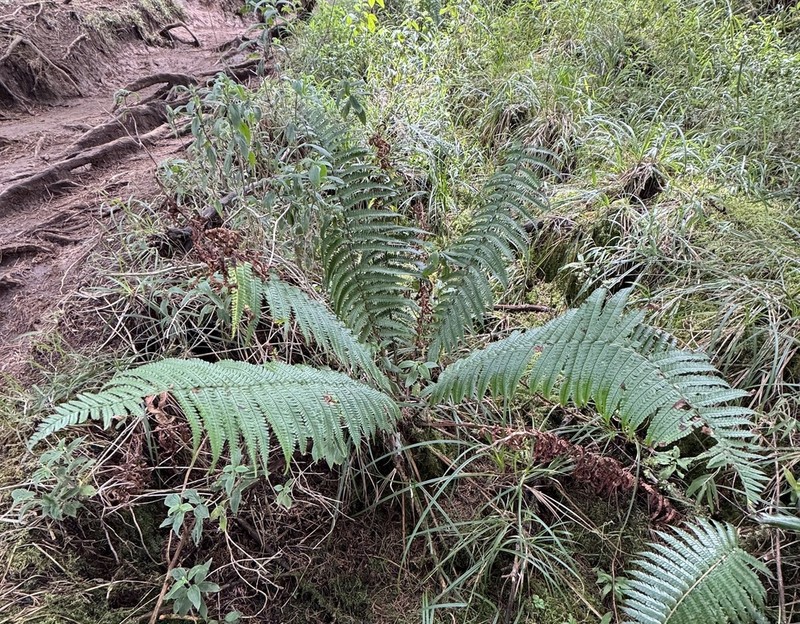 Dryopteris adnata photo 7