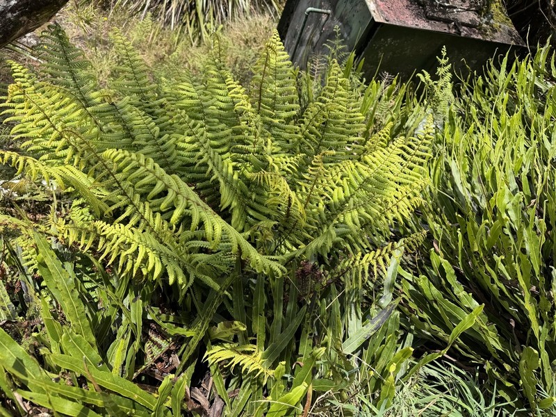 Dryopteris adnata photo 8