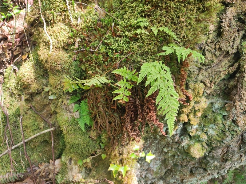 Dryopteris aemula