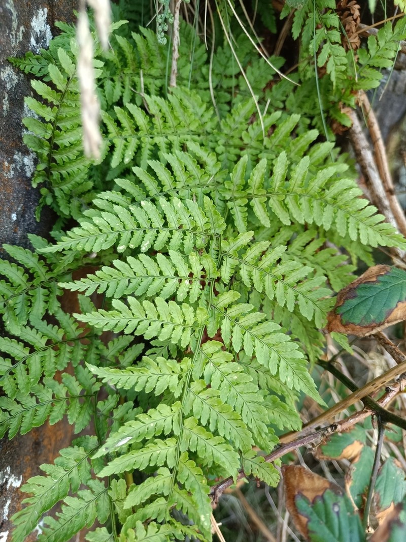 Dryopteris aemula photo 2