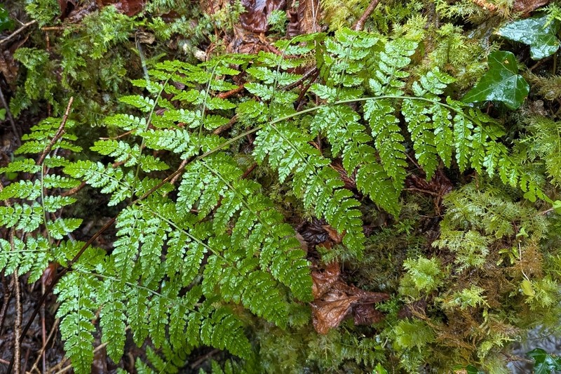 Dryopteris aemula photo 3