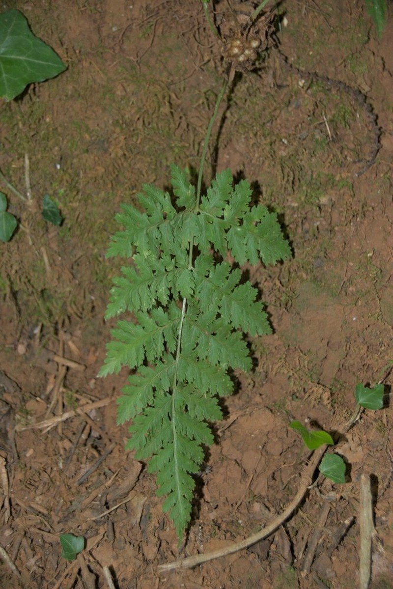 Dryopteris aemula photo 4