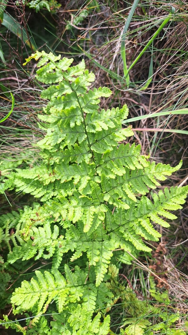 Dryopteris aemula photo 5