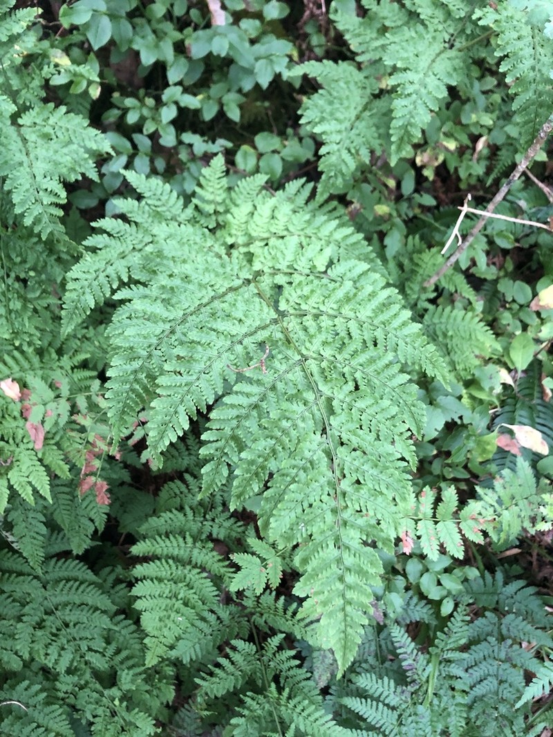 Dryopteris aemula photo 6