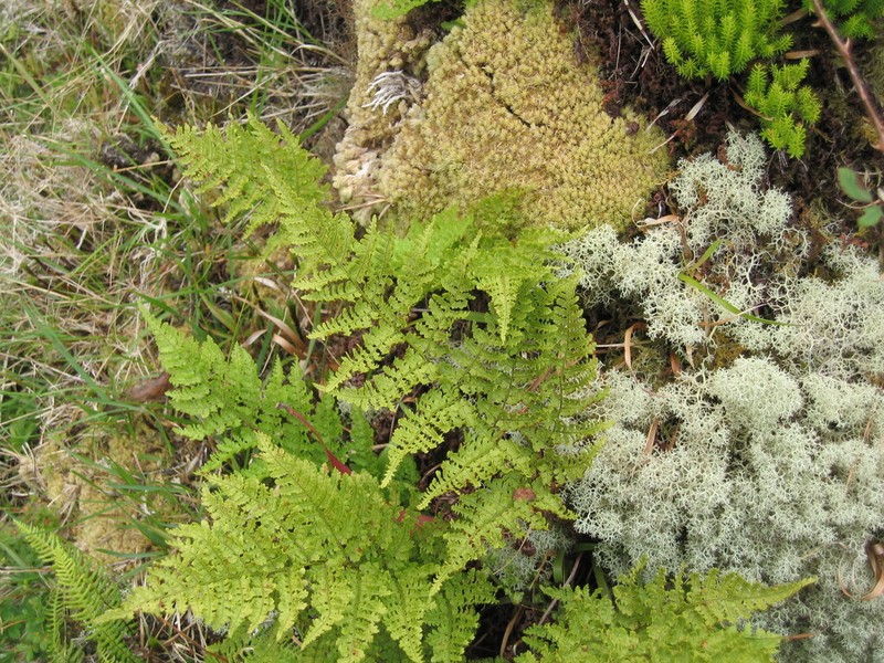 Dryopteris aemula photo 7