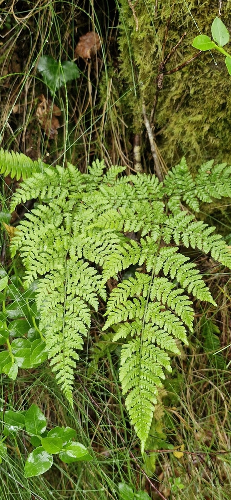 Dryopteris aemula photo 8