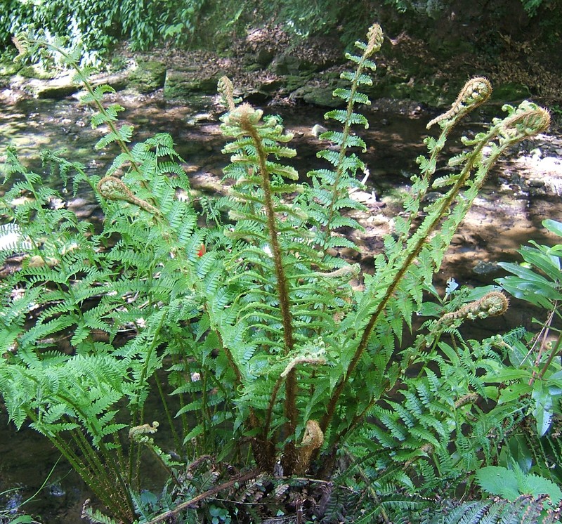 Dryopteris affinis photo 2