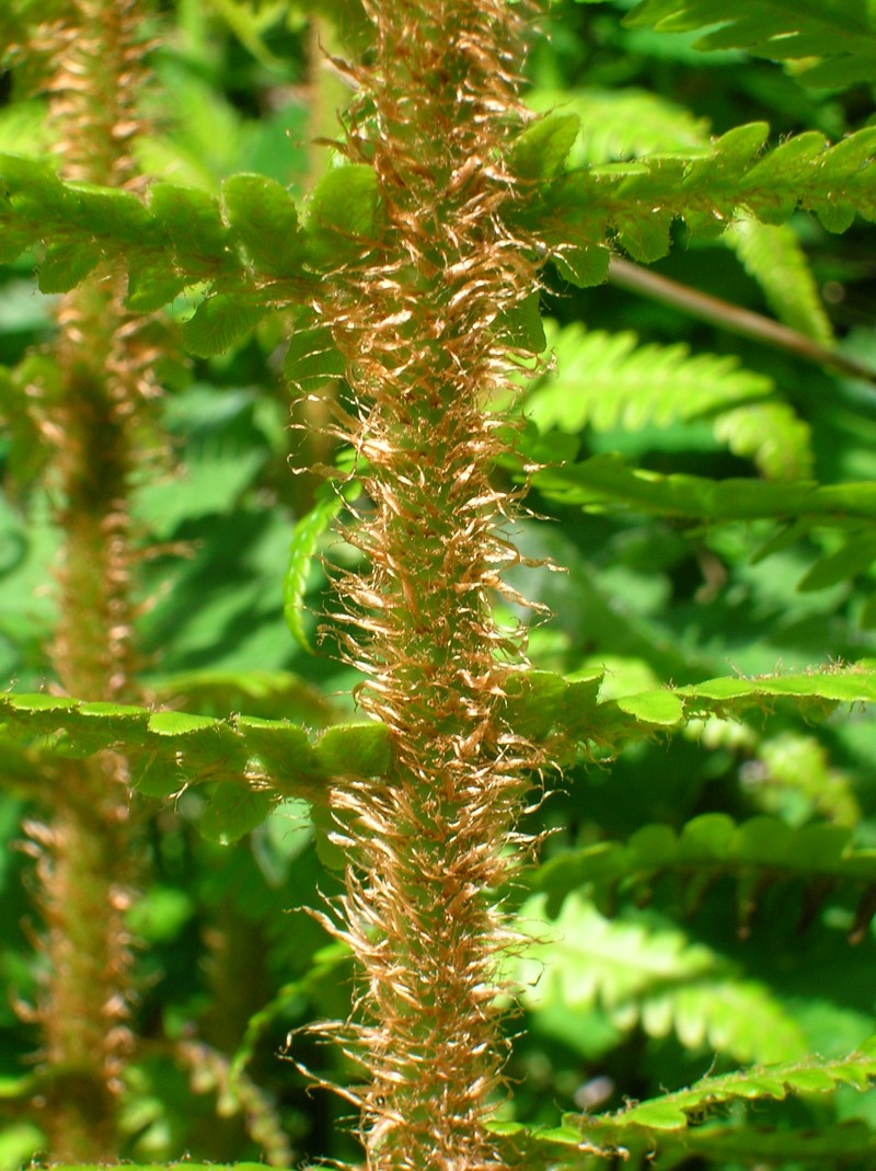 Dryopteris affinis photo 3