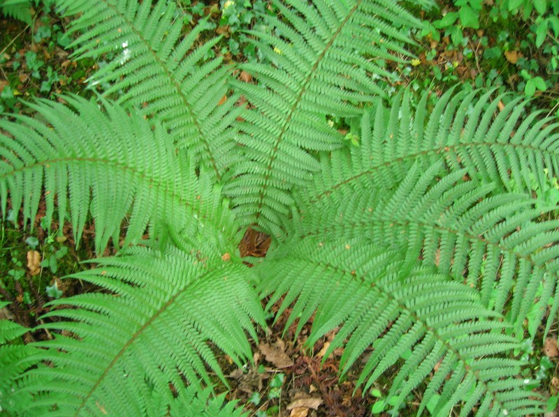 Dryopteris affinis photo 4