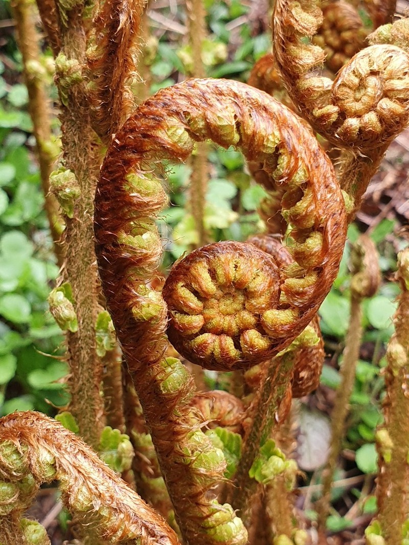 Dryopteris affinis photo 5