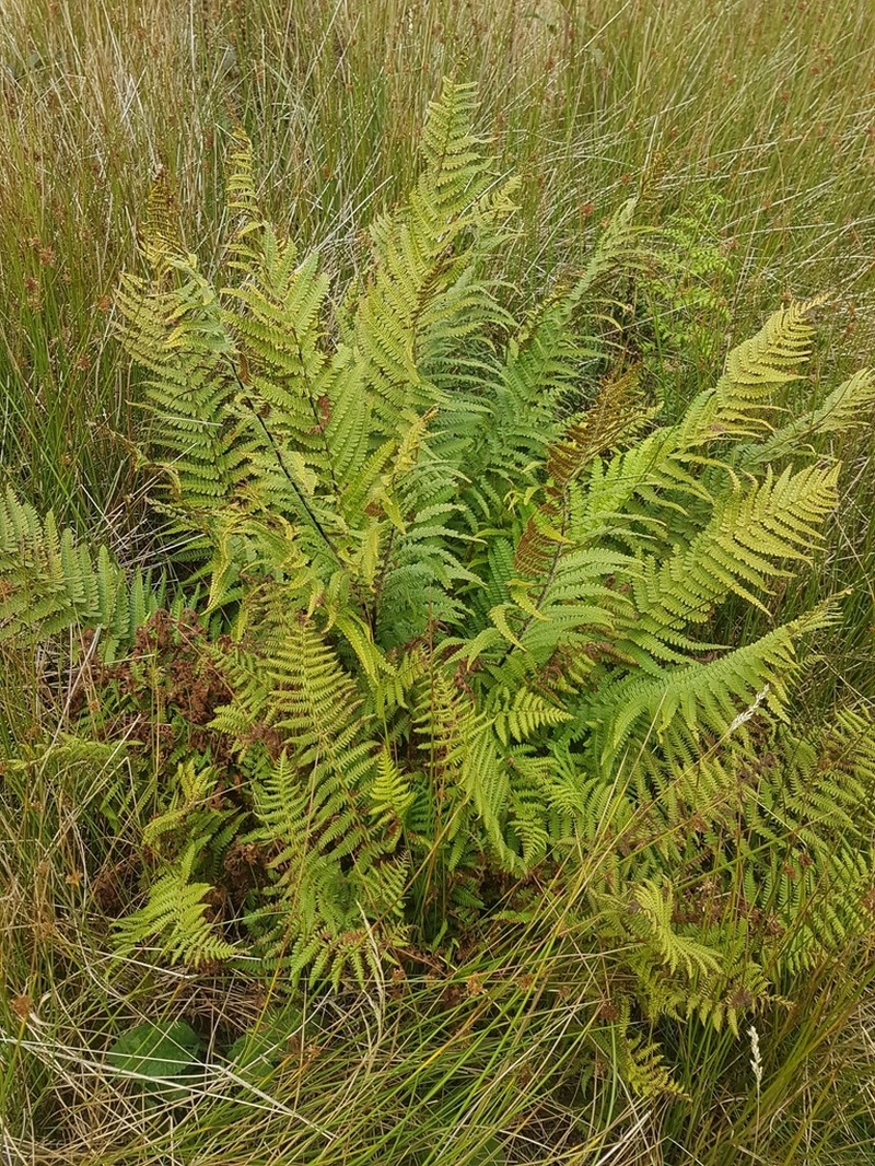 Dryopteris affinis photo 6