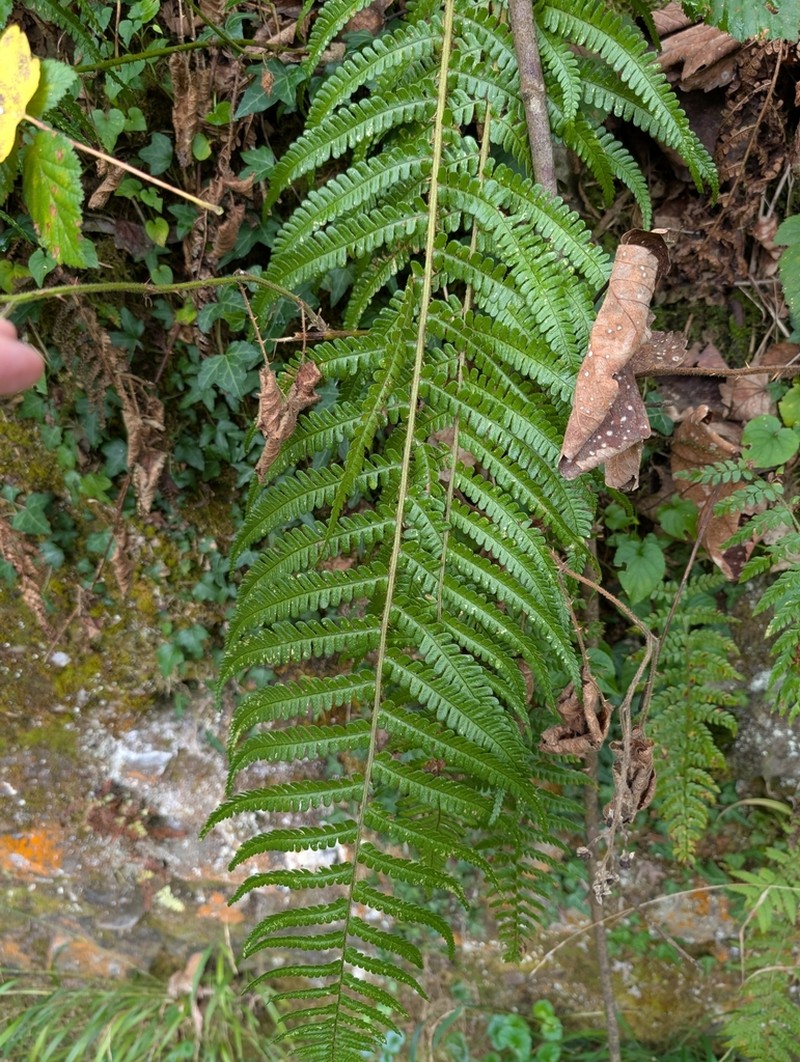 Dryopteris affinis photo 7