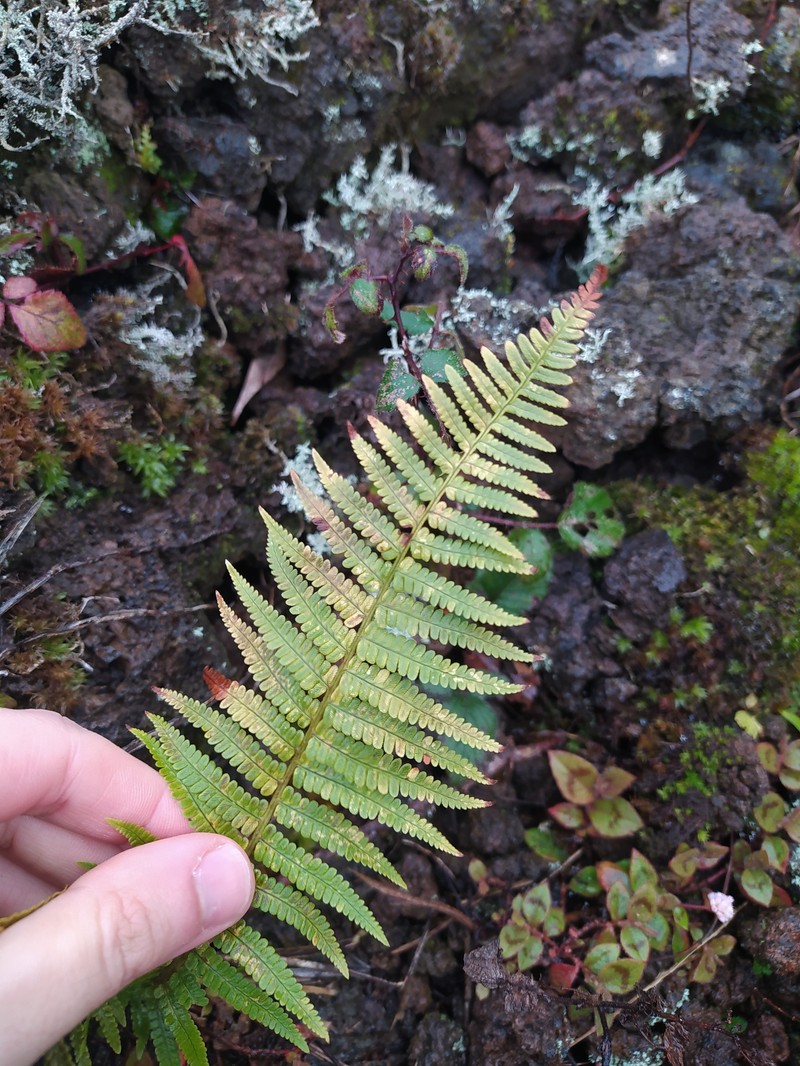 Dryopteris affinis subsp. affinis