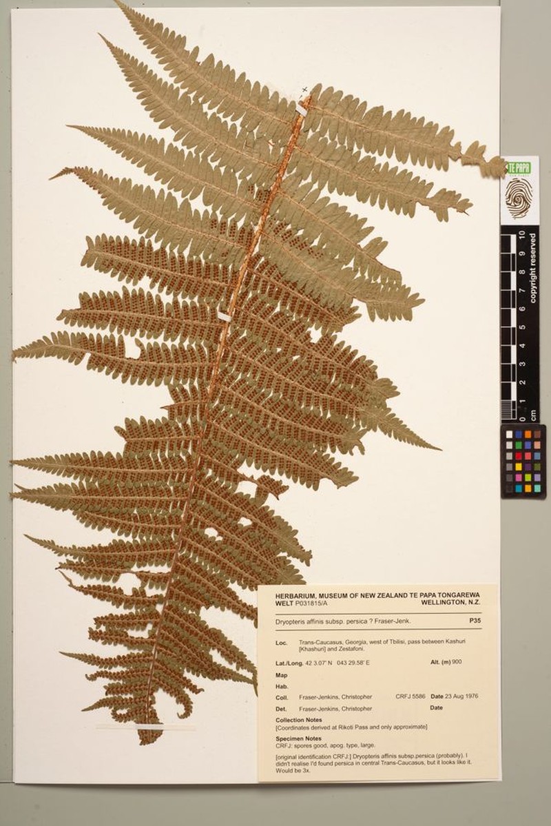 Dryopteris affinis subsp. persica