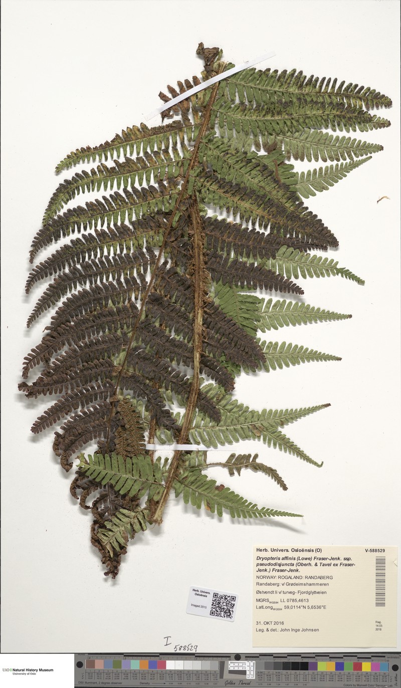 Dryopteris affinis subsp. pseudodisjuncta