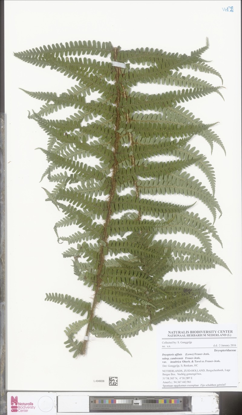 Dryopteris affinis var. insubrica