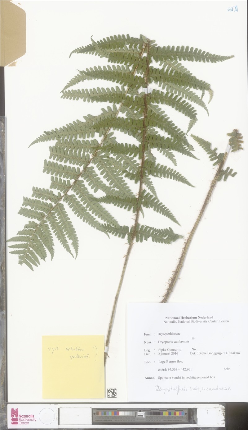 Dryopteris affinis var. insubrica photo 2