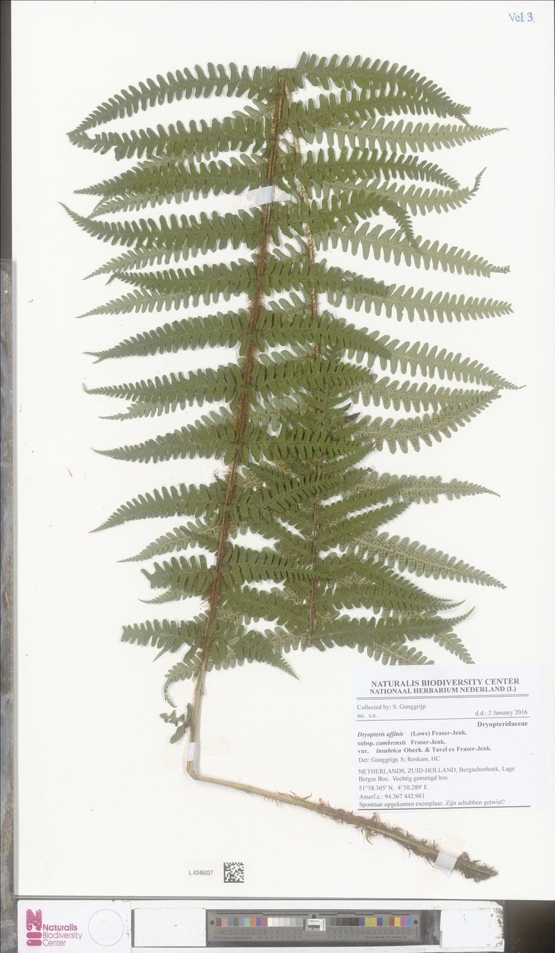 Dryopteris affinis var. insubrica photo 3