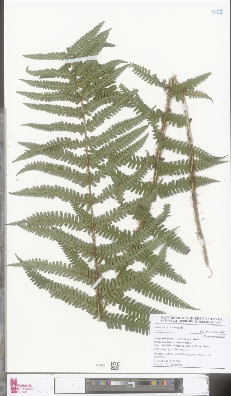 Dryopteris affinis var. insubrica photo 4