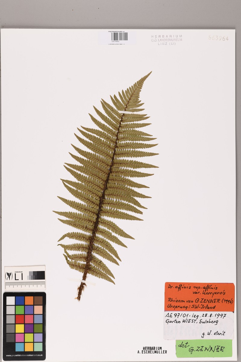 Dryopteris affinis var. kerryensis