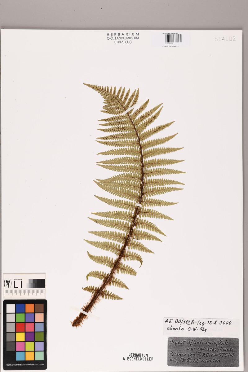 Dryopteris affinis var. paleaceolobata