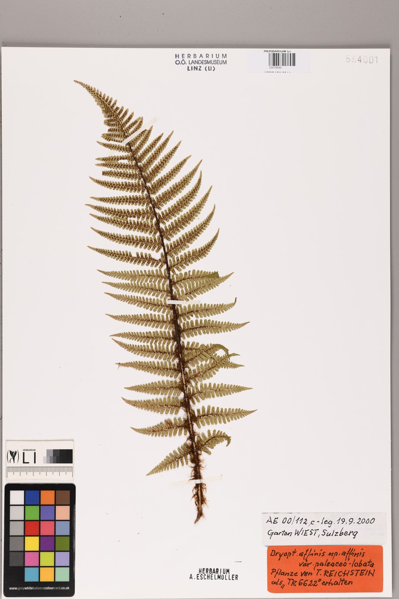 Dryopteris affinis var. paleaceolobata photo 2