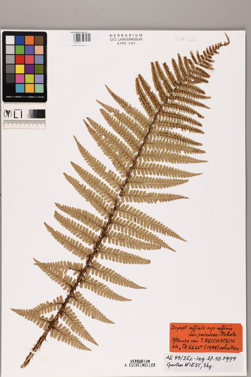 Dryopteris affinis var. paleaceolobata photo 3