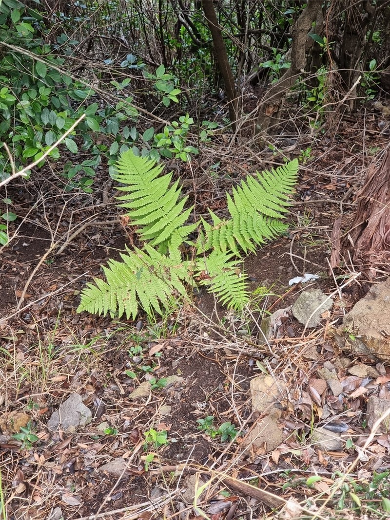 Dryopteris aitoniana