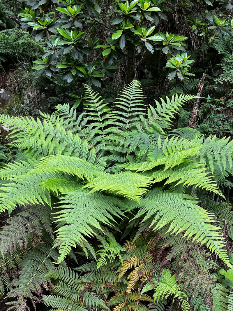 Dryopteris aitoniana photo 2