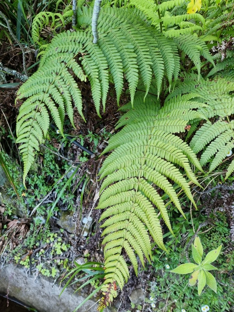 Dryopteris aitoniana photo 3