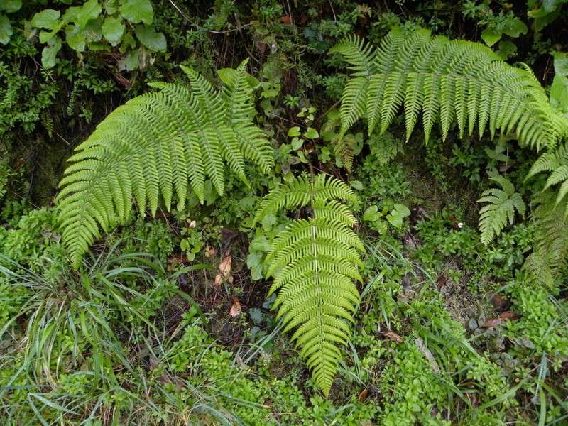 Dryopteris aitoniana photo 4