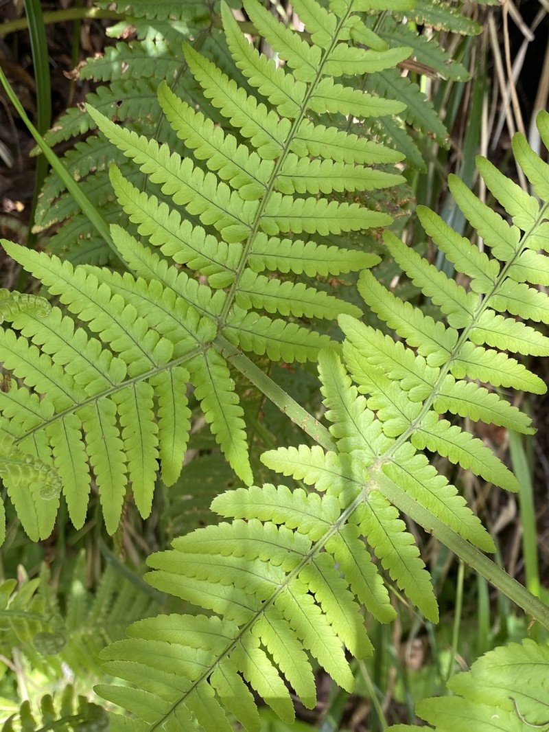 Dryopteris aitoniana photo 5