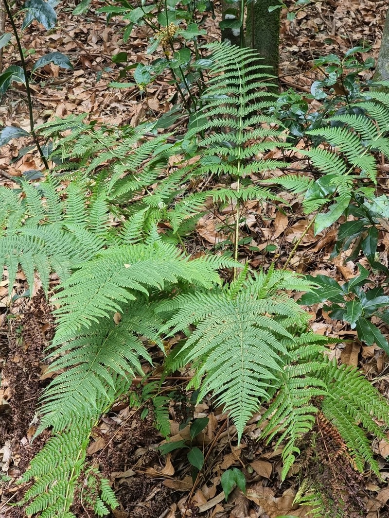 Dryopteris aitoniana photo 6