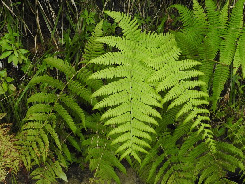 Dryopteris aitoniana photo 7