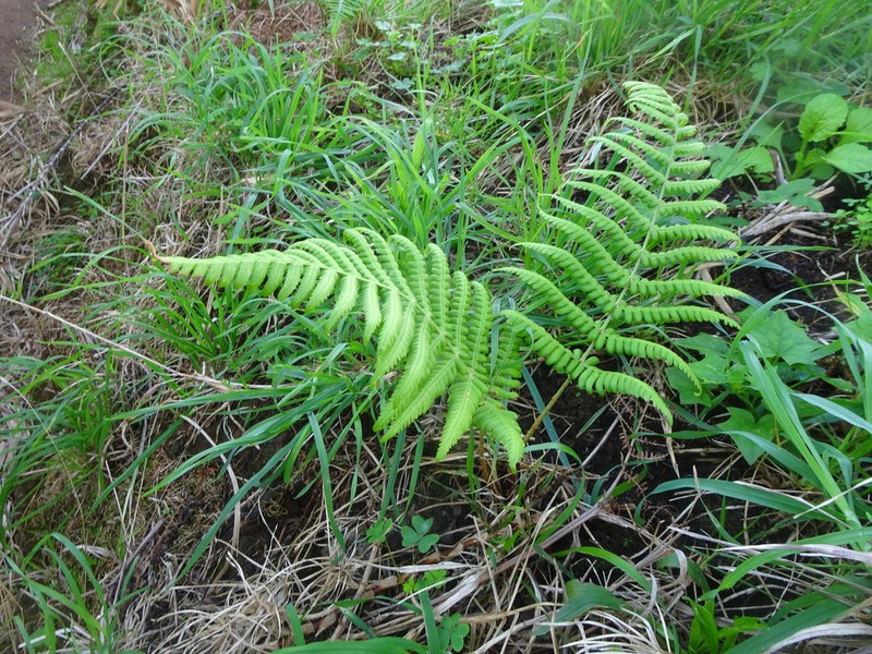 Dryopteris aitoniana photo 8