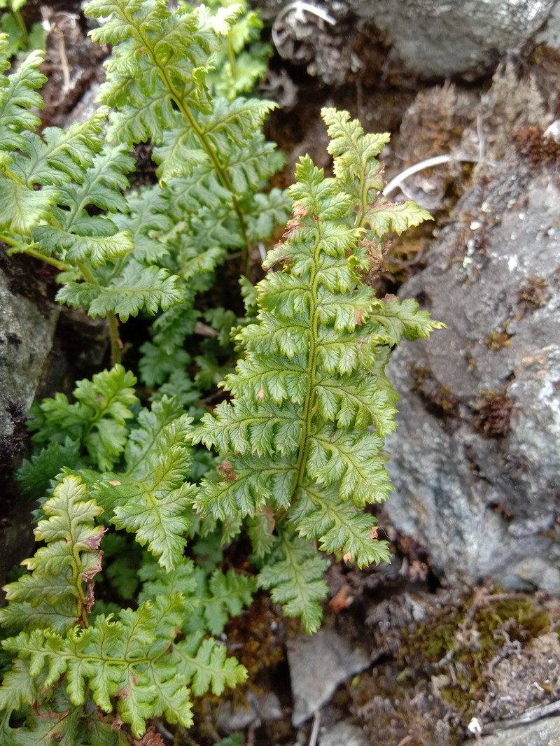Dryopteris alpestris