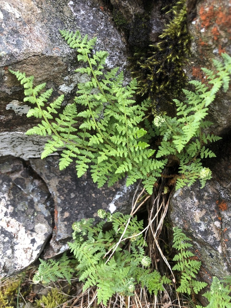 Dryopteris alpestris photo 2