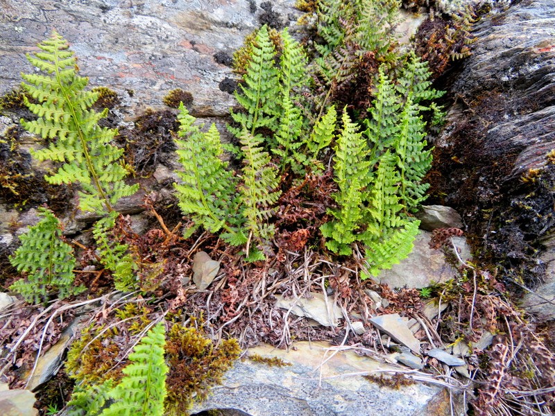 Dryopteris alpestris photo 3