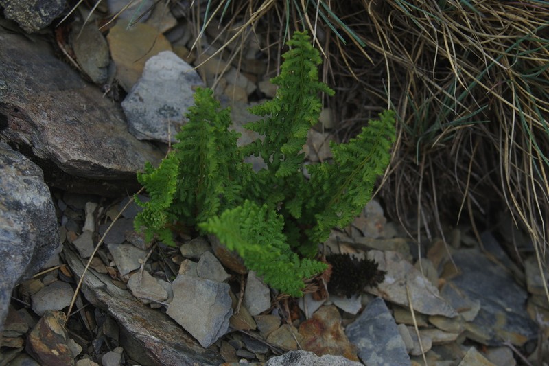 Dryopteris alpestris photo 4