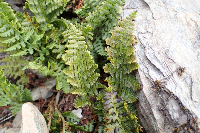 Dryopteris alpestris photo 5